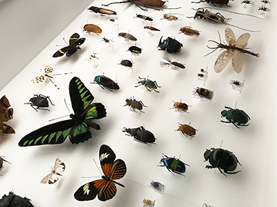 Insects_4 Insects_4